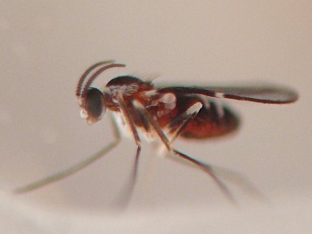 the slender midge is bright red with black and white scales, short curved antennae, large black compound eyes, and long thin legs