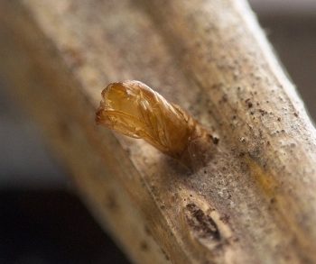 brown pupal shell, with rounded front end split open, projects from smooth tan-colored stem surface