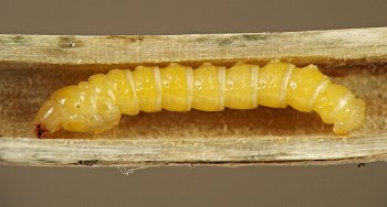 bright yellow larva with knob-shaped posterior end, thick thorax, and small head tipped with dark red mandibles, resting in smooth-walled stem tunnel