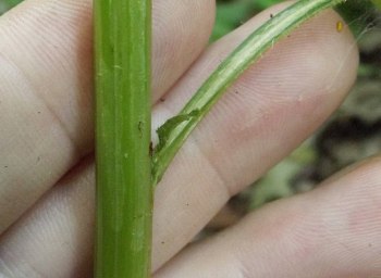 The mined areas on the stem are slightly paler than the surrounding tissue.