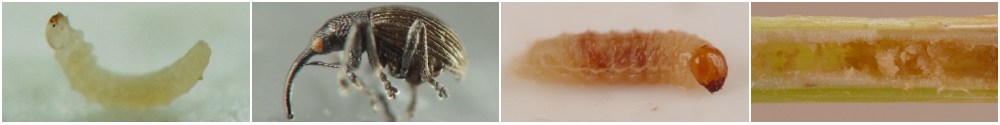 delicate pale apionine larva with arched body and dome-shaped head; black apionine weevil adult with rounded back and long curved snout; pale pinkish-orange Listronotus larva with robust brown head capsule; green stem with Listronotus tunnel partly packed with coarse light brown frass