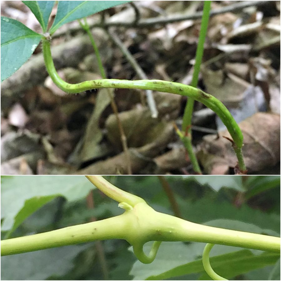 twisted petiole has fusiform swellings wrapped around much of its length; a roughly ovoid gall swells the node of a stem