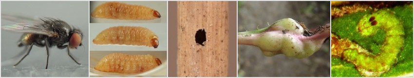 black fly with iridescent bronze abdomen; fat yellowish weevil larva with orange head capsule; roundish hole in light brown, smooth stem; lumpy irregular swelling on petiole; slender green larva with red-bordered, spade-shaped head capsule in a leaf mine