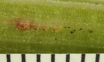 row of four round holes in green plant tissue, ringed in bright red, with scattered black frass nearby
