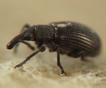 tiny black weevil with short curved snout and large compound eye