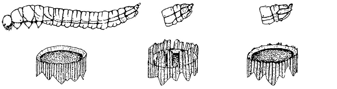 C. pygmaeus stem stump top is rougher than the other two; pygmaeus and tabidus larvae have a shorter terminal process than cinctus and the tabidus process is upturned