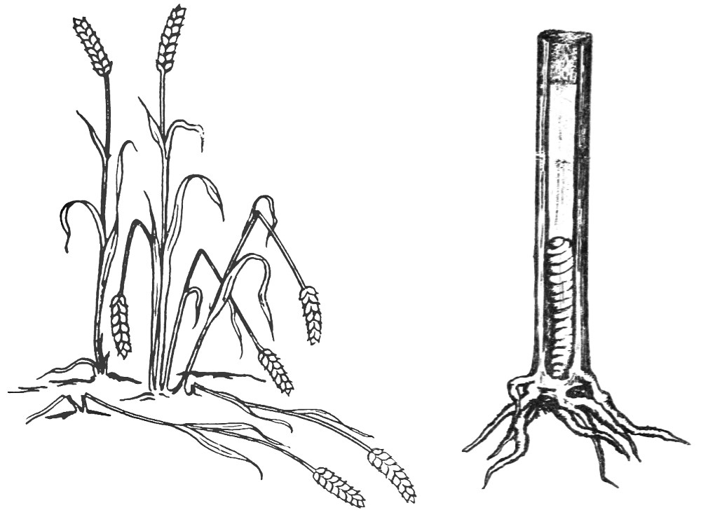 a scene of wheat plants with some stems lodged, and a cutaway of a sawfly larva in a wheat culm