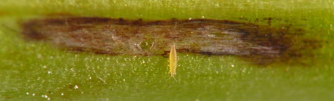 short discolored linear cavity under epidermis of green bluebells stem, with an orange-yellow thrips perched next to a small hole in the epidermis overlying the cavity
