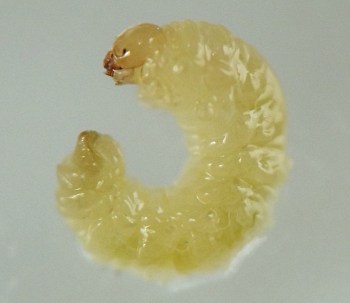 yellow elongate larva with ovoid brown head capsule, its body curled into a C shape