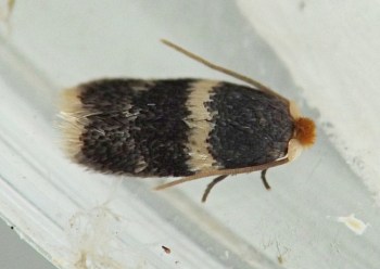 dark gray and white, compact moth with brownish tuft of scales over head