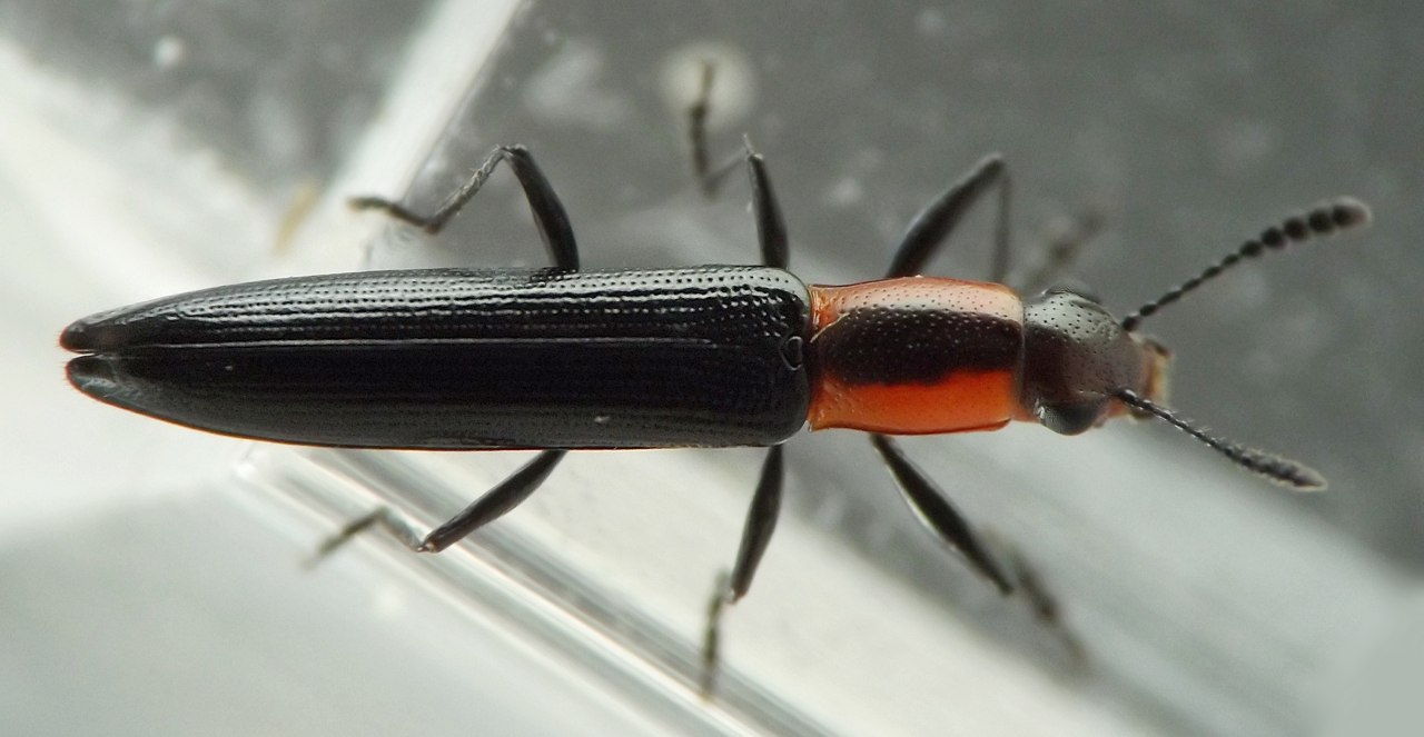 black beetle with two longitudinal red stripes on pronotum