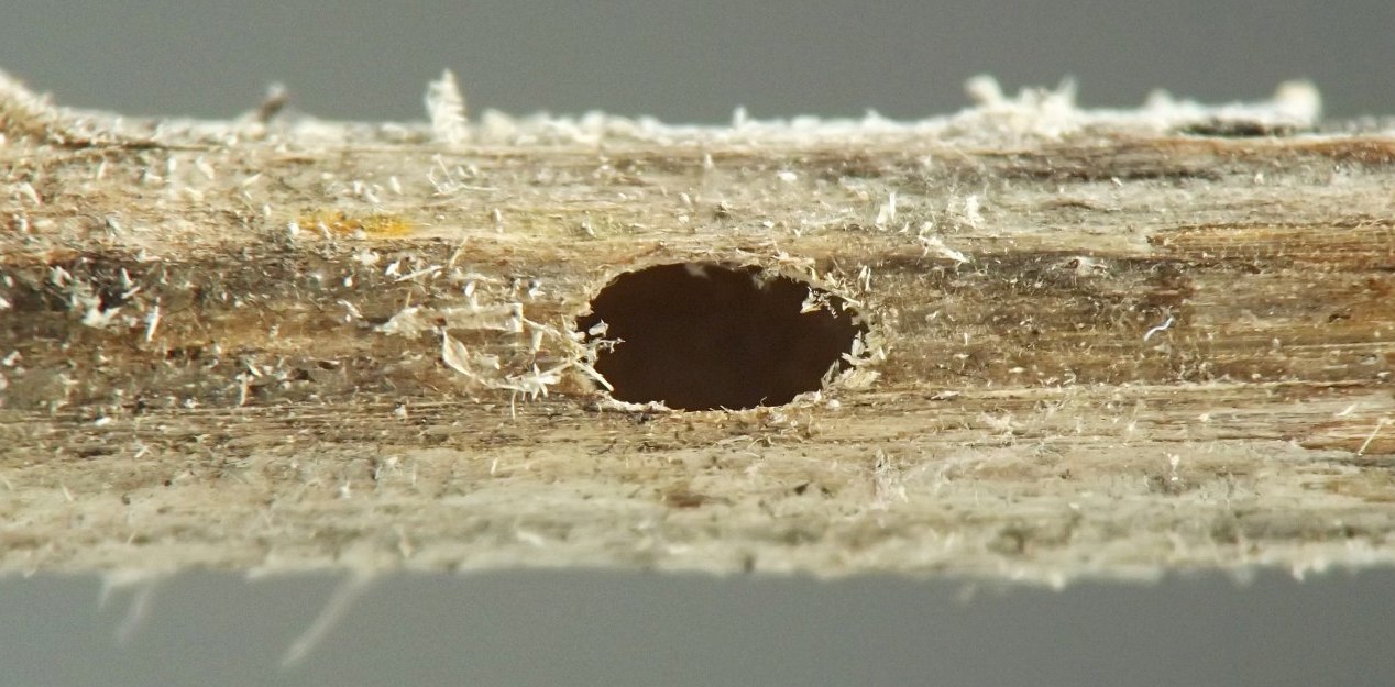 the hole is oval, about half as wide as the stem's thickness, with the long axis oriented parallel to the long axis of the stem