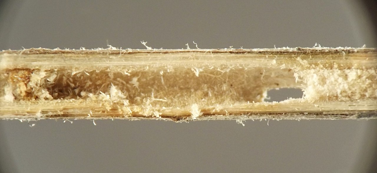 the chamber, etched into the stem pith, is about ten times as long as wide, with fairly smooth walls, and there is an oval hole at one end and granular frass at the other