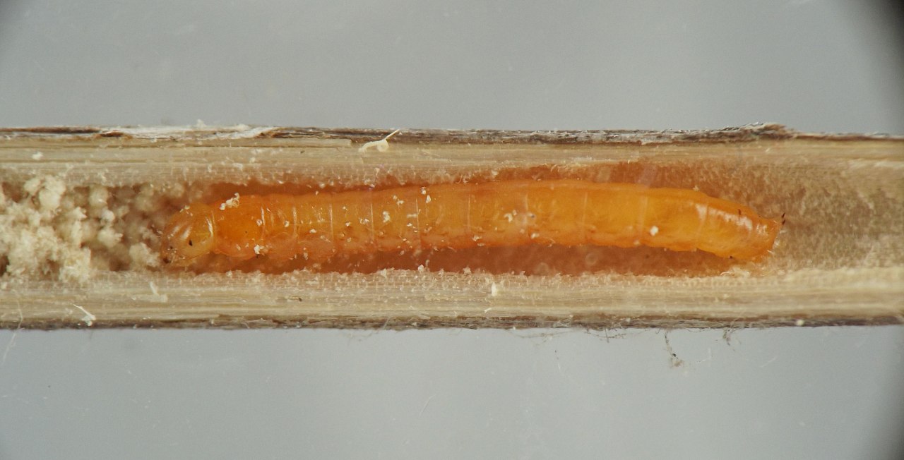 bright orange, elongate larva with a rounded head and tiny black eyespot, resting in tunnel in stem