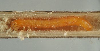 orange elongate larva with head coiled and body stretched out in stem interior