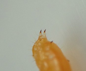 a pair of curved, sharply pointed projections on the rounded rear end of the larva's orange body