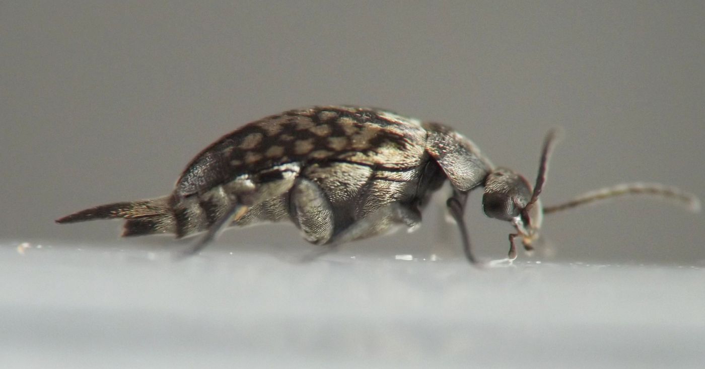 gray beetle with an arched back and gold spots on the elytra