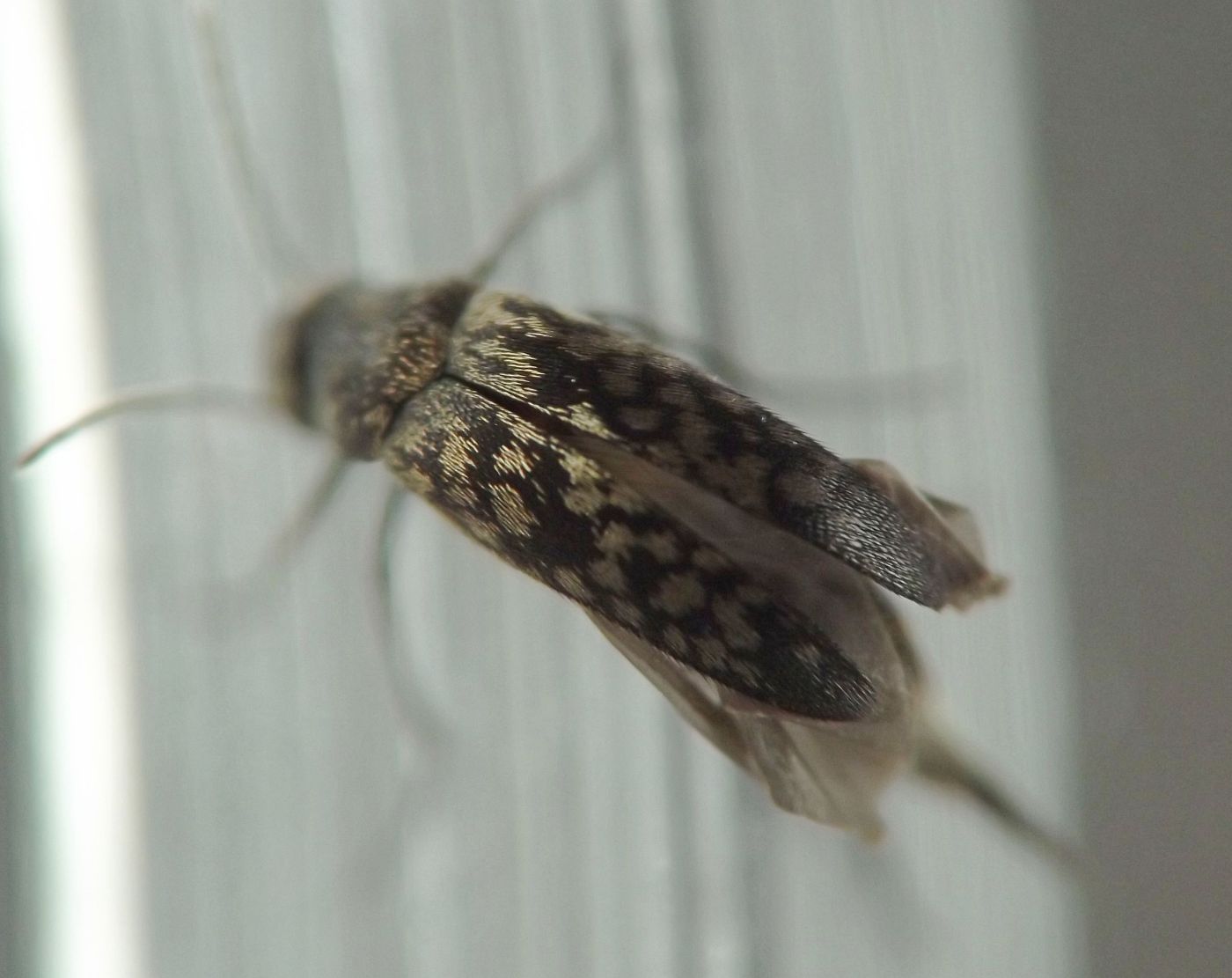 the beetle's wing covers are partly opened, exposing the wings underneath, and the wing covers are decorated with fine golden hairs arranged in spots