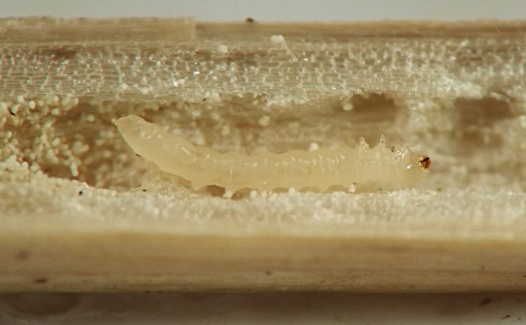 pale, elongate white grub with very short conical legs and dark red triangular mandibles