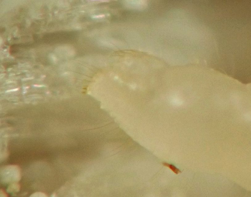 the urogomphi are minute and triangular paired projections from the tapered rear end of the larva