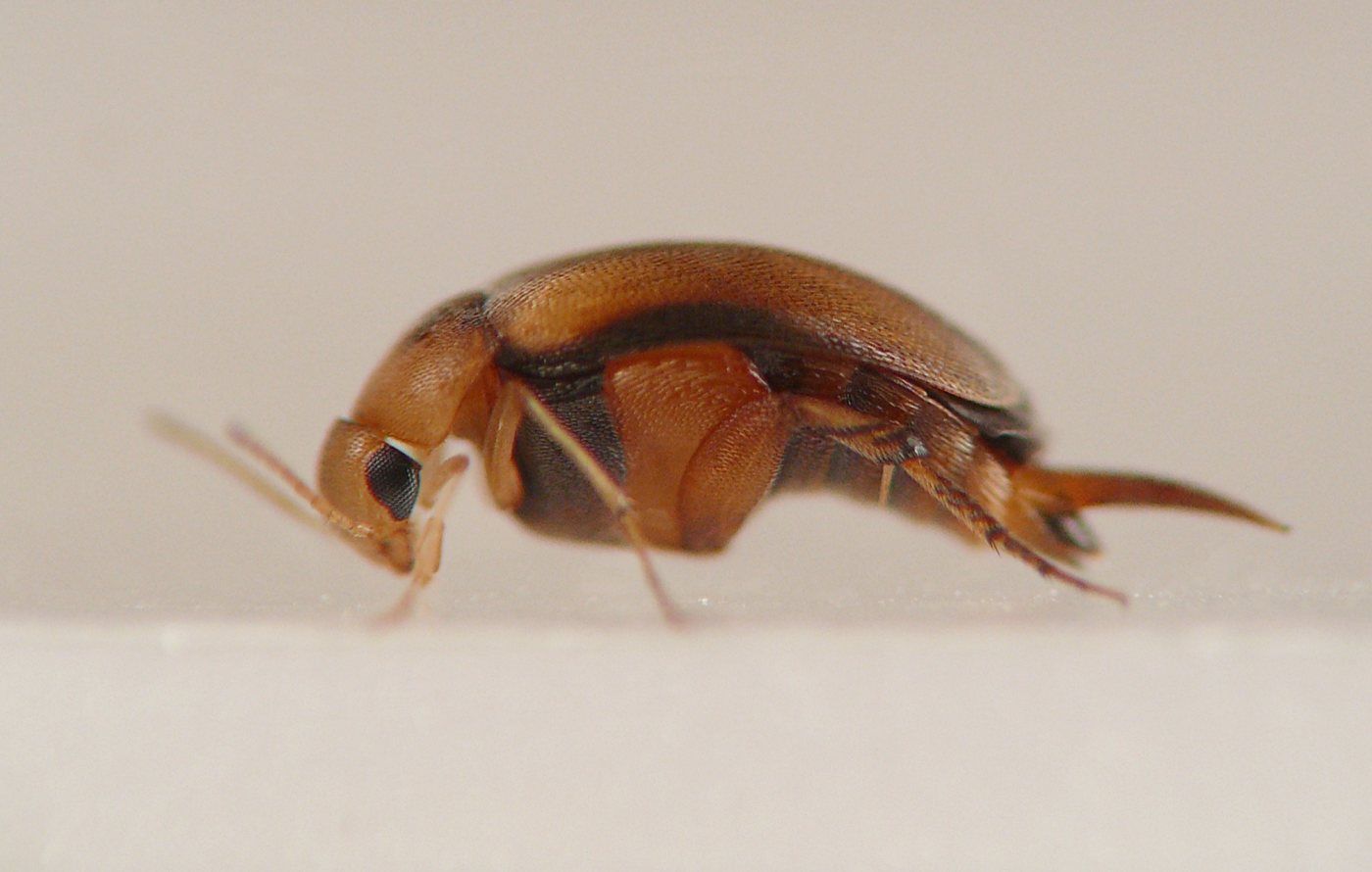 reddish beetle with an arched back and compact form, a black compound eye, and a pintail