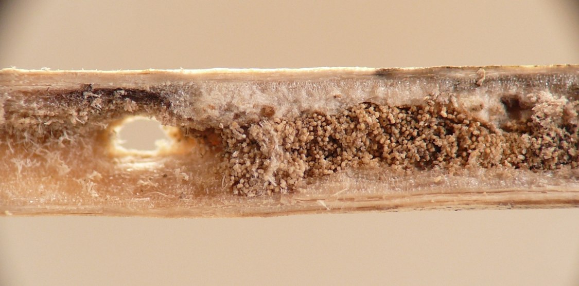 the wide tunnel winds through the pith and is densely packed with round pellets of brown frass; then the frass filling stops and gives way to an open chamber with a round hole opening to the outside