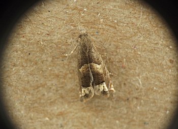 narrowly triangular gray moth with white blotches, viewed from above