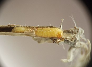 yellow immature stage surrounded by remains of stem