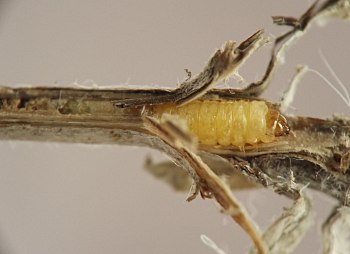 yellow immature stage half covered by stem