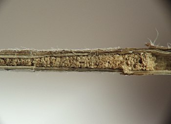 hollow stem filled with particles of excrement