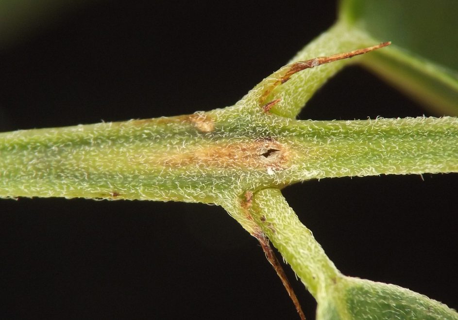 slight swelling of rachis, tapered at both ends and discolored yellowish-brown relative to green ground color of rachis tissue
