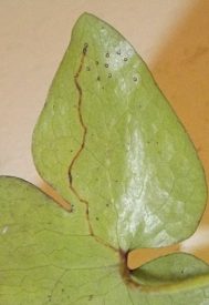 squiggly track curving across leaf