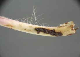 the short black linear tunnel has been cut into the long narrow petiole