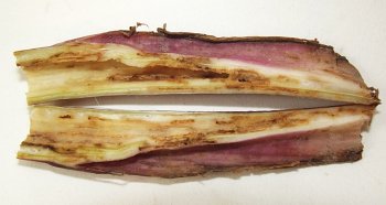 a strip of thick leaf stalk cut open showing extensive brownish tunneling