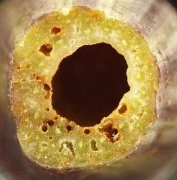 the leaf stalk has been sectioned to reveal brownish holes riddling its inner lining of pithy tissue
