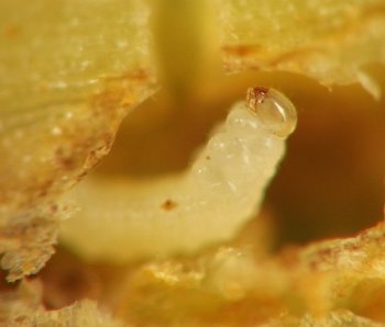 immature stage with front end including dome-shaped head in focus and rear end fading back into its tunnel in the plant tissue