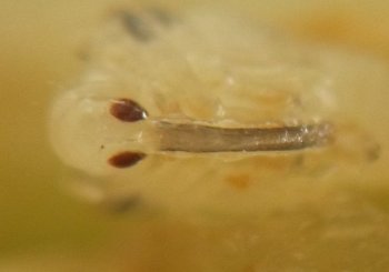 quiescent stage with dark red eyes at the base of a tubular grayish snout