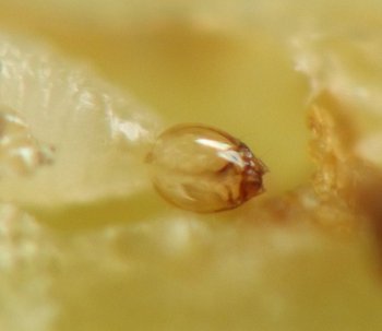 the thin, smooth, transparent head capsule is roughly hemispherical with triangular pointed mandibles on one end