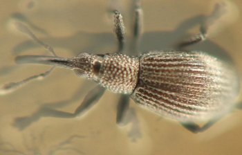 the beetle's back is rounded and sculpted with lines, its middle portion has numerous tiny depressions on its surface, and the head is small and bulbous with a lengthy cylindrial rostrum