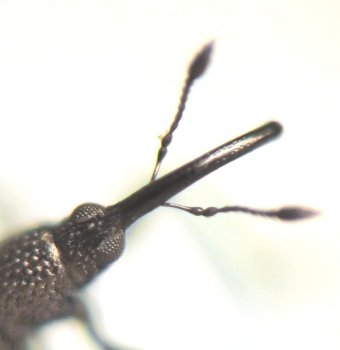 the front of the beetle has a slender, shiny, rod-shaped rostrum with two filamentous antennae projecting from it at 45-degree angles