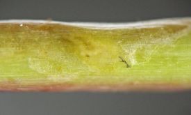 the pale yellow, wormlike immature fly blends in perfectly with the greenish-yellow stem surface but bulges out slightly