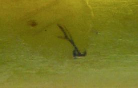 the skeleton is long and thin with three apparent rods branching out from the rear and a spoonlike process at the front for scraping plant tissue