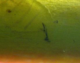 the front of the immature fly is rounded and slightly pointed at the tip of the head skeleton and the spiracles project out from the top as if they were tiny horns or antennae