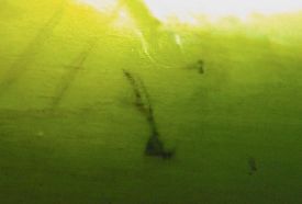 the rear arms of the skeleton are very thin and slightly curved inside the transparent body and the bulblike tips of the spiracles dangle out nearby