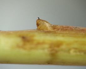 similar to image 64-13 but close enough to discern the beltlike segments on the puparium and the curved, black anterior spiracles