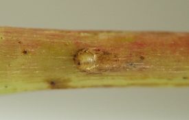 the smooth red-and-green stem has the quiescent insect embedded in it