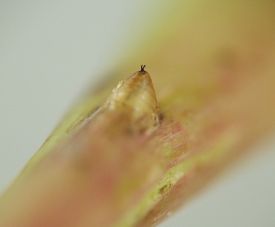 similar to image number 64-21 but with the puparium somwehat more distant