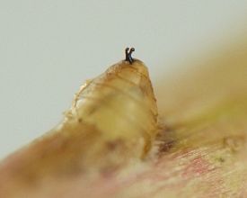 the stalks of the spiracles are black, shiny, and curved, with rounded tips, and they project from the smooth surface of the puparium