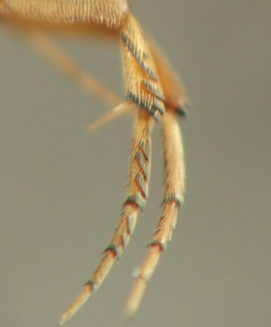 the comblike ridges are stacked one atop another along the length of the leg