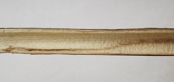 the long slender piece of stem is concave inside with a thin lining of whitish pith, and a narrow tunnel winds through the pith layer from one end of the frame to the other